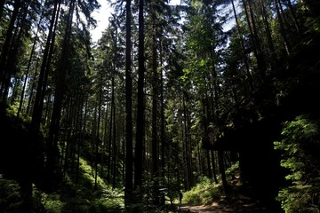 Forest in the Schrammsteine area of Saxon Switzerland looking alsmost black