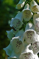 Close-up of the blossoms of Digitalis purpurea f. albiflora