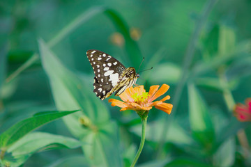 Fantasy tropical butterfly appearing in dreams