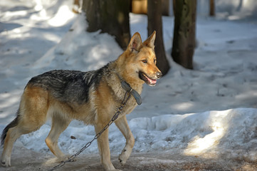 beautiful shepherd, mestizo with a wolf, in the snow