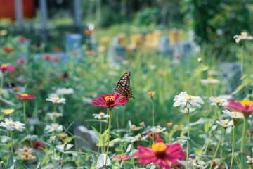 Fantasy tropical butterfly appearing in dreams