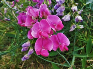 Pink blossoms of the perennial peavine Lathyrus latifolius spotted on a meadow
