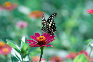 Fantasy tropical butterfly appearing in dreams