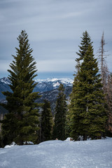 Obraz na płótnie Canvas trees in snow