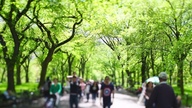 People walk down The Mall, which are surrounded by rows of fresh green leaf trees along both side of the footpath at New York City NY USA on May 06 2019.