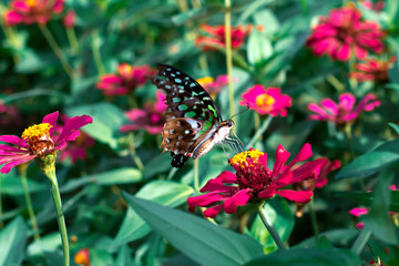 Fantasy tropical butterfly appearing in dreams