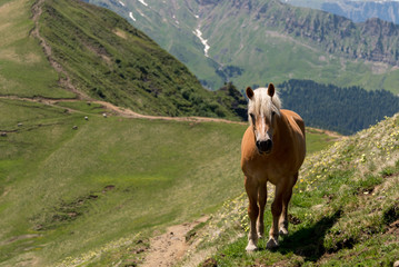 Fototapeta na wymiar haflinger horse close to an alpine path leaving free the passage for hikers