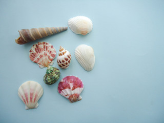 seashells on a blue background