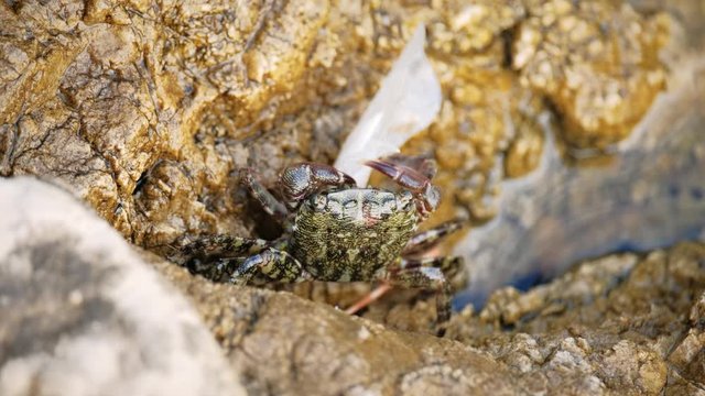 Carcinus maenas, green european crab removes trash on the stone shore. Adriatic coast. 4k. Slow motion