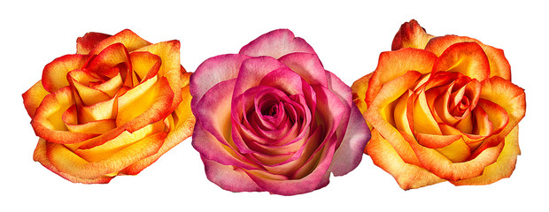 Fresh beautiful rose isolated on white background with clipping path - obrazy, fototapety, plakaty
