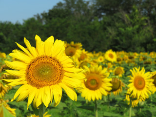 Obraz premium Sunflowers field and forest in sunny day. Picturesque rural landscape in summer, concept for production of sunflower oil