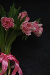 Pink Tulips in vase and ribbon dark background
