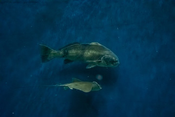 beautiful underwater in an aquarium