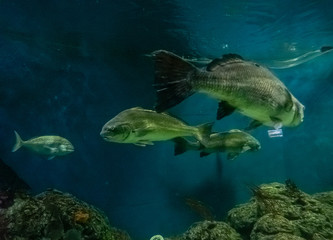 beautiful underwater in an aquarium