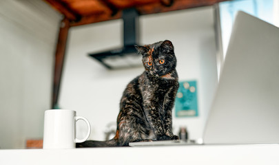 A cute cat sits on a table and works at a laptop, a cup of coffee is standing nearby. Funny work assistant. © Valerii Apetroaiei