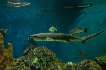 beautiful underwater in an aquarium