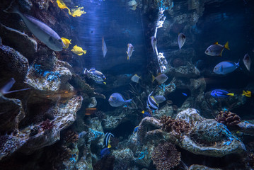 Fototapeta na wymiar beautiful underwater in an aquarium