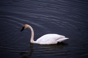 white swan