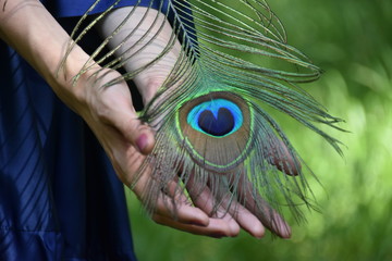 Close up woman hands and peacock feather nature dark green background.
