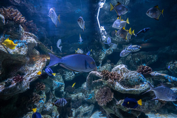 beautiful underwater in an aquarium