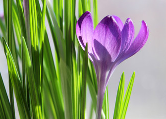 Purple crocus flower against the rays of sunlight with leaves for postcards, greetings for 8th of March, Women's Day, Mother's Day, Valentine's Day