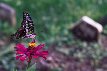 Chamomiles daisies macro in summer spring field on background blue sky with sunshine and a flying butterfly, nature panoramic view. Summer natural landscape with copy space.