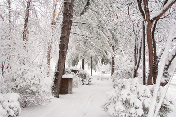 Snowy pathway lined by snow-laden trees, leading into image to a snow-covered bench.  Image appears almost black and white.