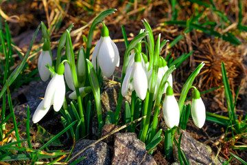 The white flowers are snowdrops. Forest primroses