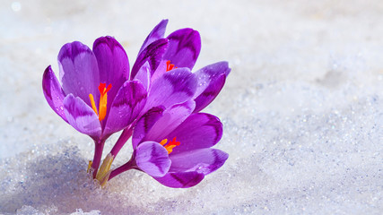 Crocuses - blooming purple flowers making their way from under the snow in early spring, closeup with space for text