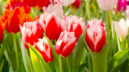 Garden tulips in the spring sun in the greenhouse