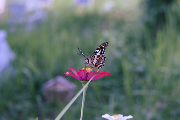 Chamomiles daisies macro in summer spring field on background blue sky with sunshine and a flying butterfly, nature panoramic view. Summer natural landscape with copy space.