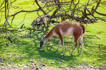 Lama South American at the zoo