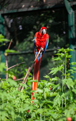 beautiful colorful parrot in park