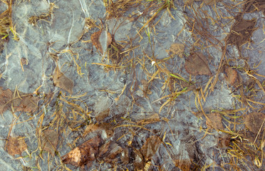 Texture of cracked ice with blades of grass