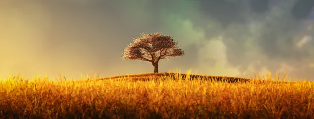 Poster eenzame boom in een gecultiveerd veld © juanjo