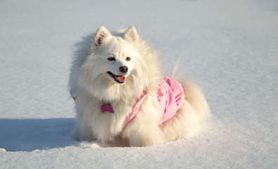 American Eskimo