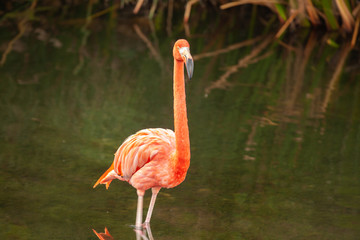 Greater Flamingo (Phoenicopterus roseus) on the wate