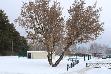 Naklejka premium winter in the park