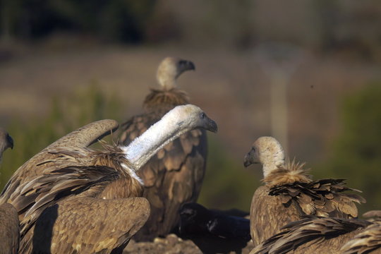 รูปภาพNecrofago เลือกดูภาพถ่ายสต็อก เวกเตอร์ และวิดีโอ302 Adobe Stock