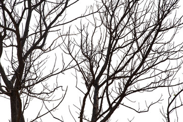 Dead branches , Silhouette dead tree or dry tree on white background with clipping path.