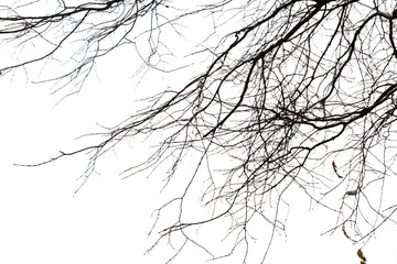 Fototapeta na wymiar Dead branches , Silhouette dead tree or dry tree on white background with clipping path.