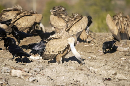 รูปภาพNecrofago เลือกดูภาพถ่ายสต็อก เวกเตอร์ และวิดีโอ302 Adobe Stock