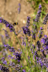 large bumble bee lands on sprig of lavender in bright sun in Provence