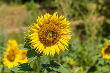 Fototapeta premium Pollen collecting bees on sunflower, defocused background.