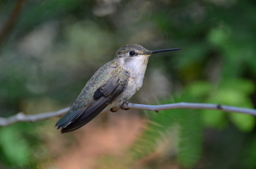 Female Hummingbird sitting upon a Branch