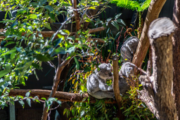Obraz premium Koalas in tree with one awake holding another safe in a sanctuary