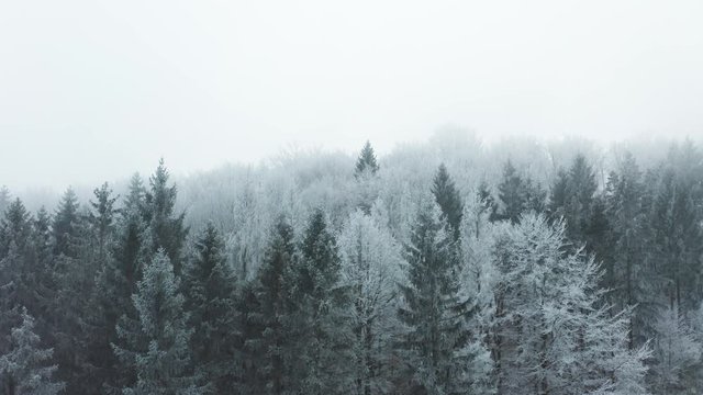 mysterious aerial view over winter landscape with forzen pinetree forest, flying inside clouds and fog with drone