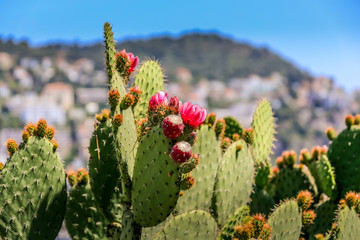Bright sunlight hits pink cactus flowers with spines on large flat leaves with blurred background on sunny day