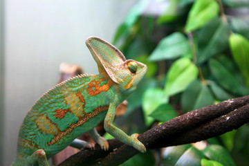 green colorful chameleon sitting on the branch - wild animal close up view.