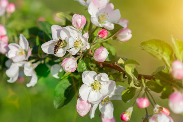 Honey bee pollinating apple blossom. The Apple tree blooms. Spring flowers. toned